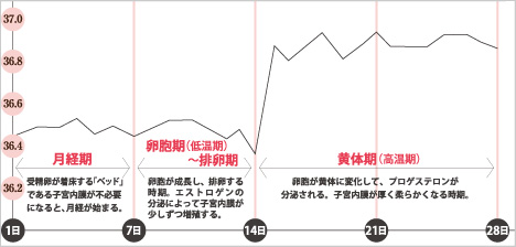 月経周期表